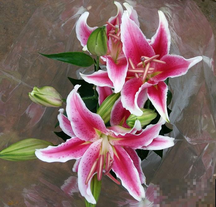 辛辛苦苦养的花，让人偷着剪光了，真的太生气