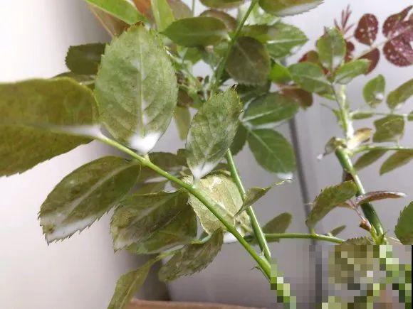 自制杀虫剂，7天喷一次，养花特干净