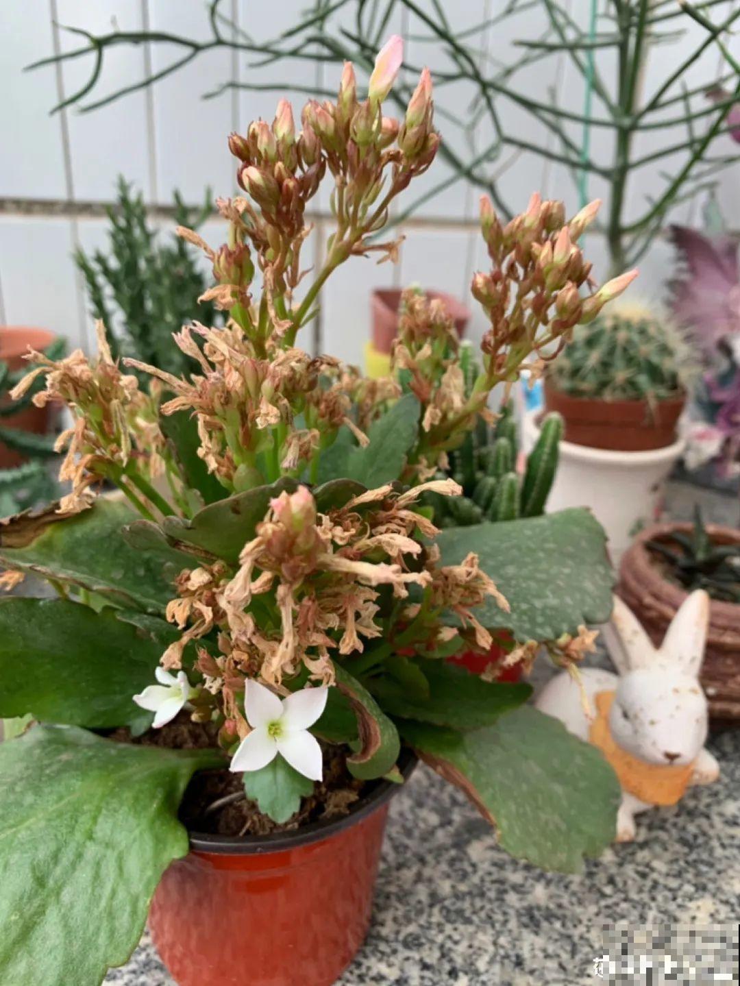 7种情况不能施肥,像毒药一样,浇完花就烧死 7种情况不能施肥,像毒药一样,浇完花就烧死