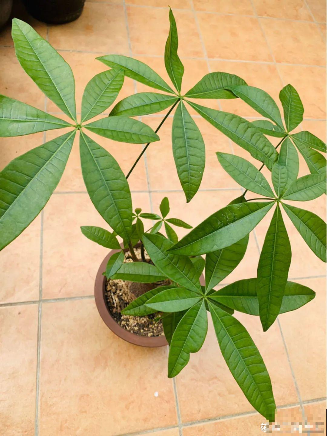 虐着养的花，剪成秃子，半月不浇水，呼呼开花