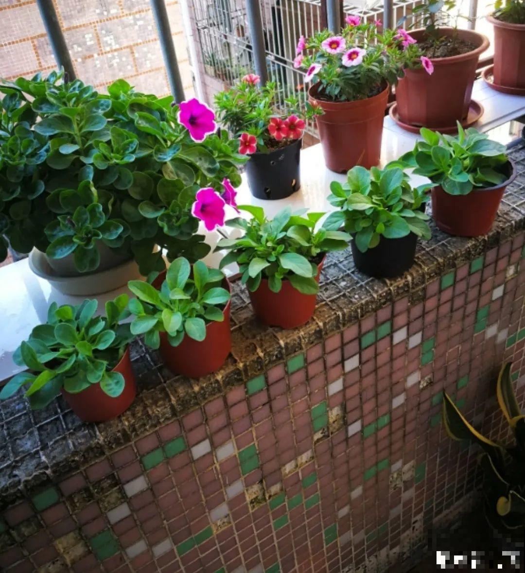 20种花不用买，开完花等20天，爆出好多种子！