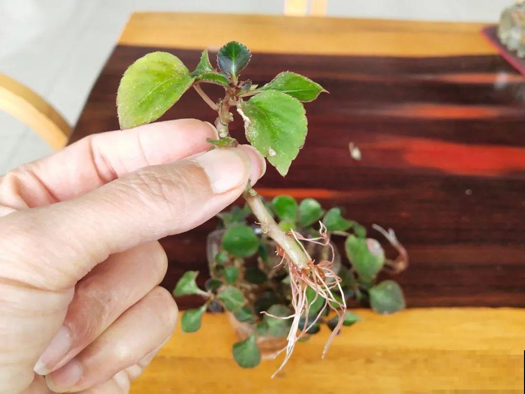 大岩桐特耐阴，每天一两个小时光照，一年开花上百天