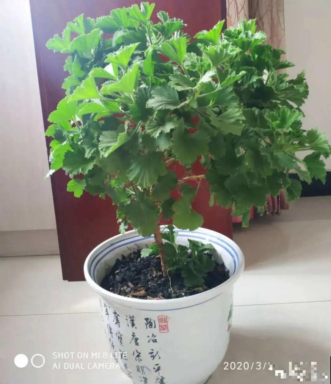 家里养了月季,花后使劲剪,越剪越开花,真省心 家里养了月季,花后使劲剪,越剪越开花,真省心