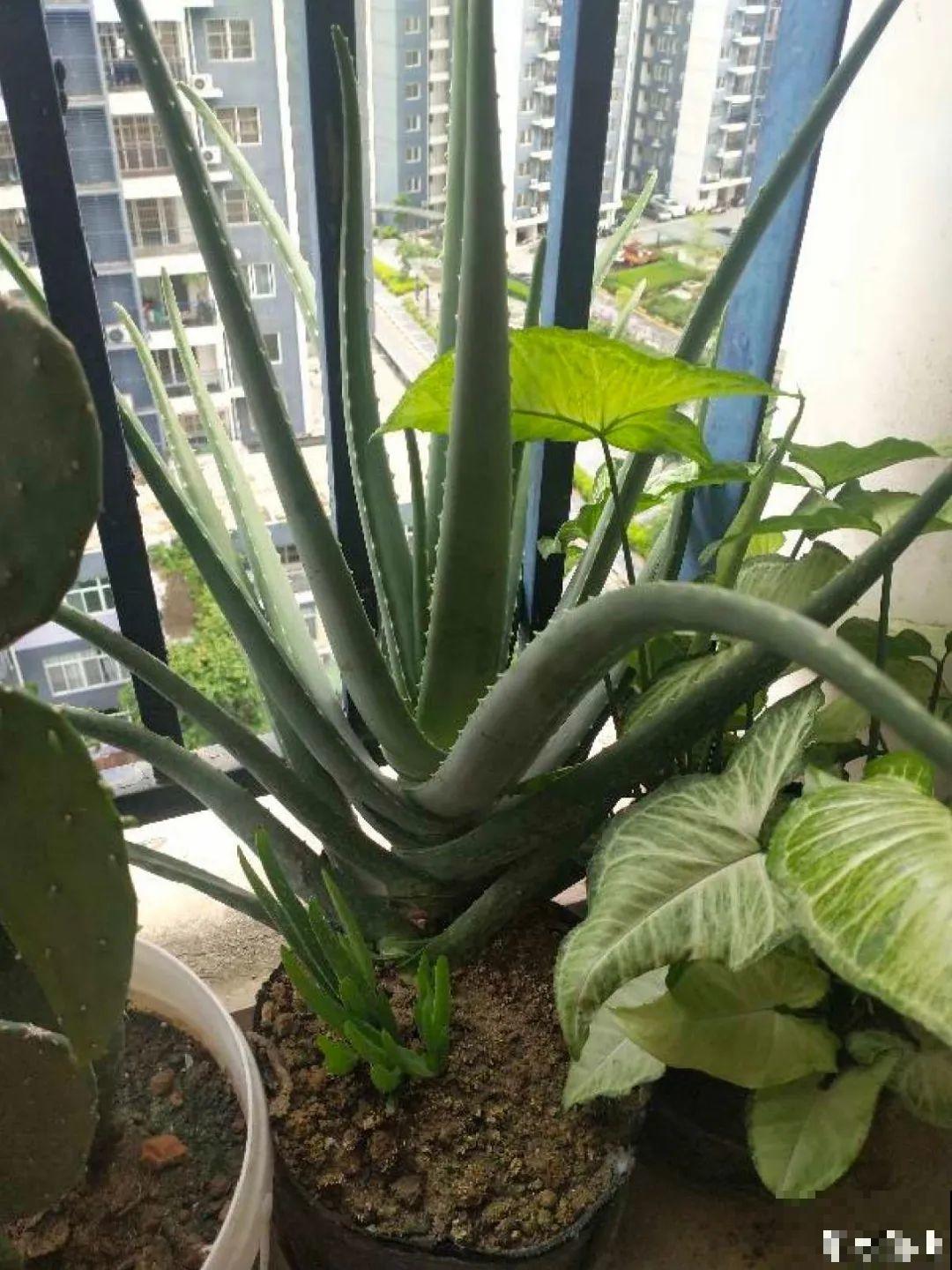 10种花夏天要休眠,必须控制浇水,不然全都浇死了 10种花夏天要休眠,必须控制浇水,不然全都浇死了