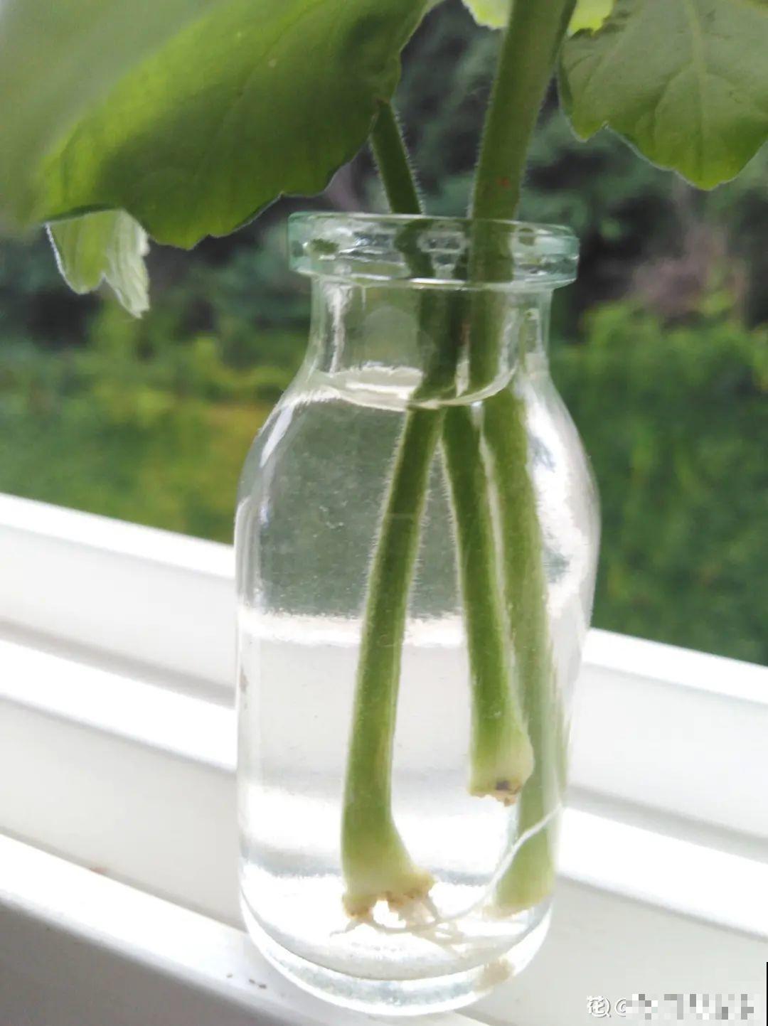 12种花真是太能生，叶子沾土就生根，实在太好活