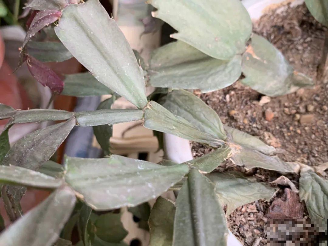 10种花夏天要休眠,必须控制浇水,不然全都浇死了 10种花夏天要休眠,必须控制浇水,不然全都浇死了
