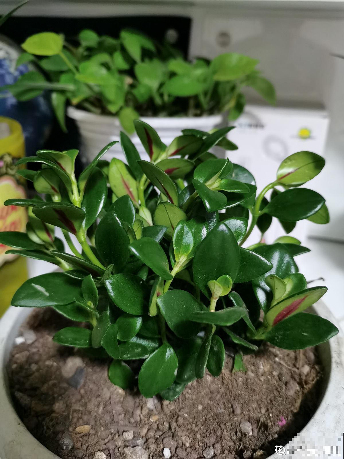 夏天浇水要注意，千万不能浇“半截水”，不然植物都浇死了