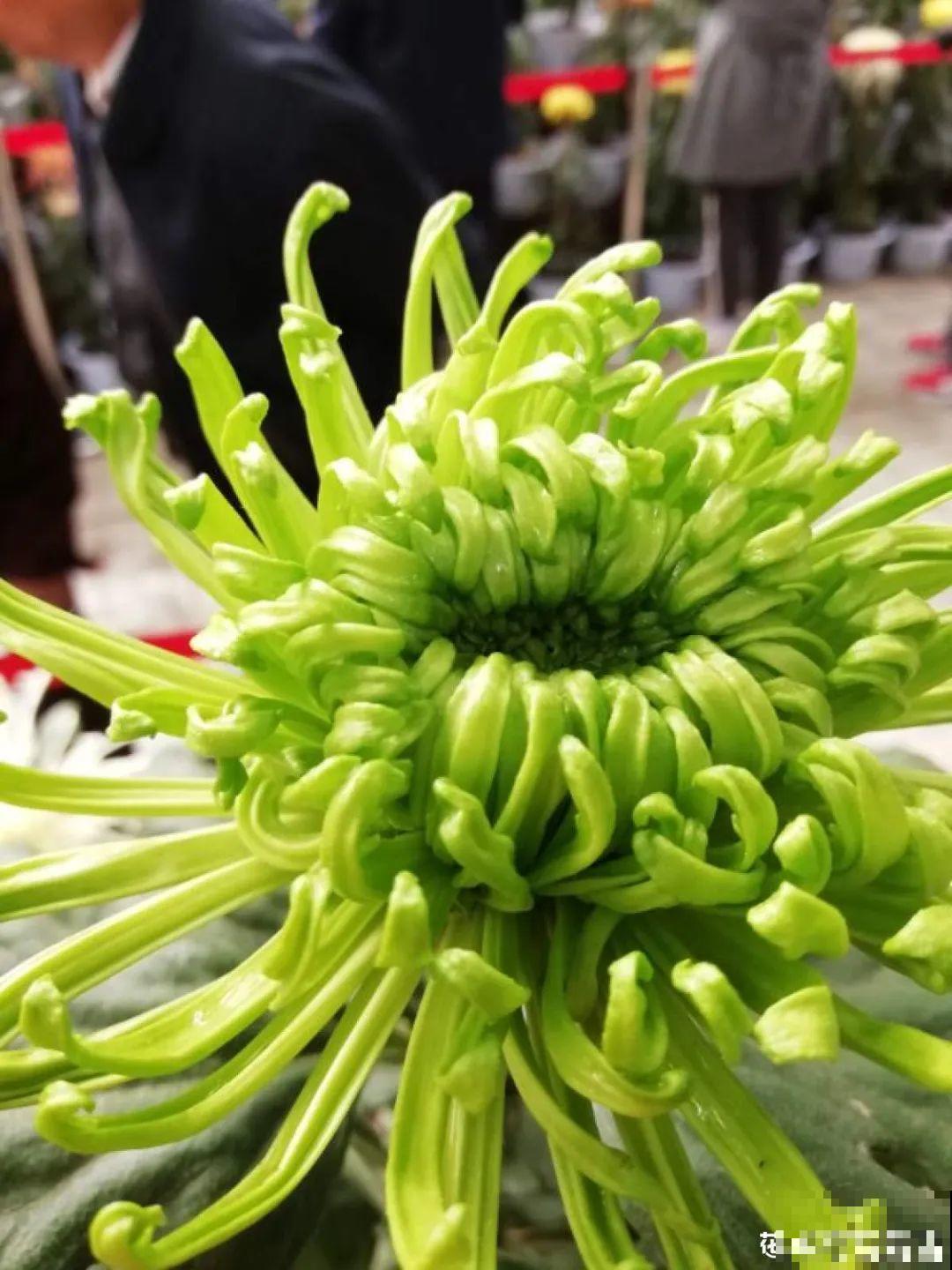 春天养盆绿色花,看着清爽干净,今年一定要养一盆 春天养盆绿色花,看着清爽干净,今年一定要养一盆