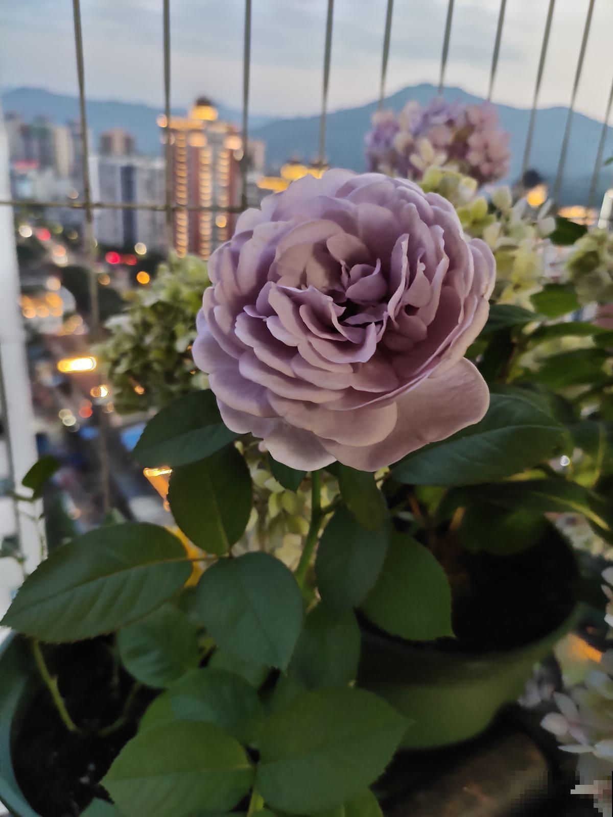 要想繁殖这3种花，不建议买种子，种出来也不是想要的样子