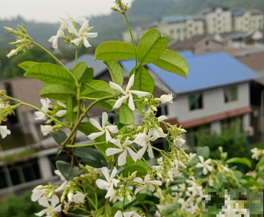 80种常见花卉，读过后，花名难不倒你