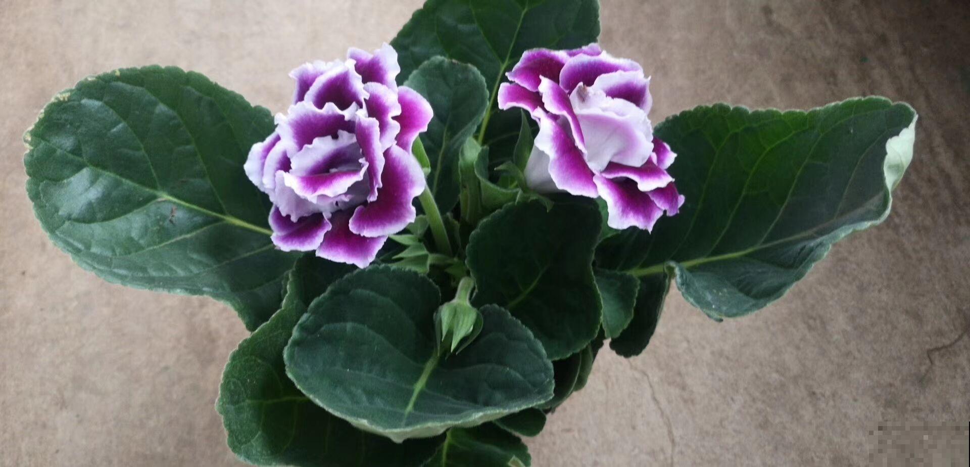 大岩桐养不好,掌握这些技巧,新手养爆盆! 大岩桐养不好,掌握这些技巧,新手养爆盆!