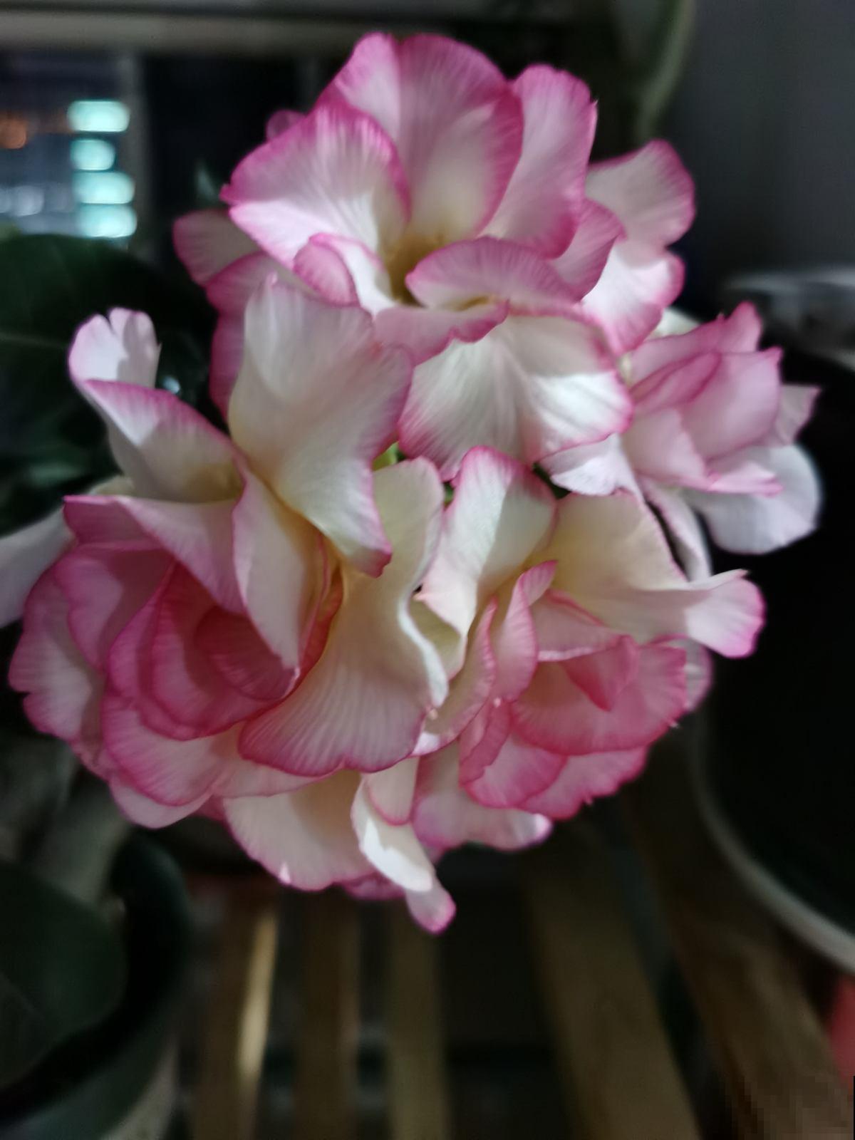 仙人球看着挺精神,实则根系都烂了,都是浇水多了惹的祸 仙人球看着挺精神,实则根系都烂了,都是浇水多了惹的祸