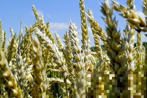 花期最短的花,只有5分钟,见过都是幸运! 花期最短的花,只有5分钟,见过都是幸运!