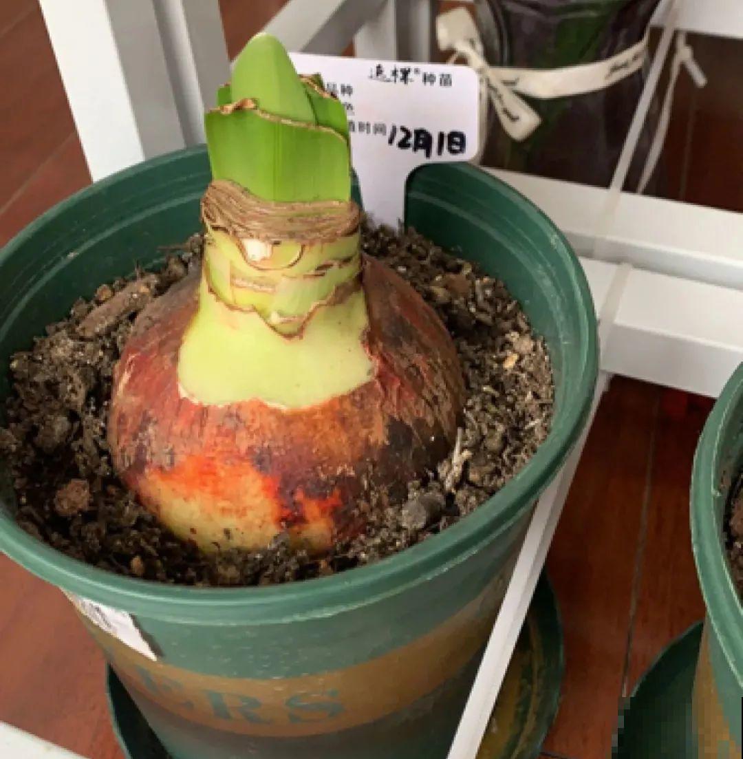 植物长了个大肚子，超级耐旱，一个月不浇水也死不了