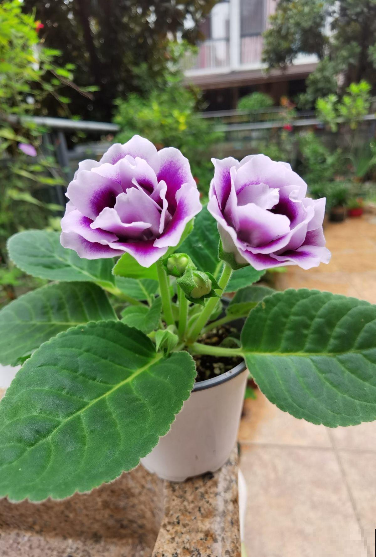 大岩桐养不好,掌握这些技巧,新手养爆盆! 大岩桐养不好,掌握这些技巧,新手养爆盆!