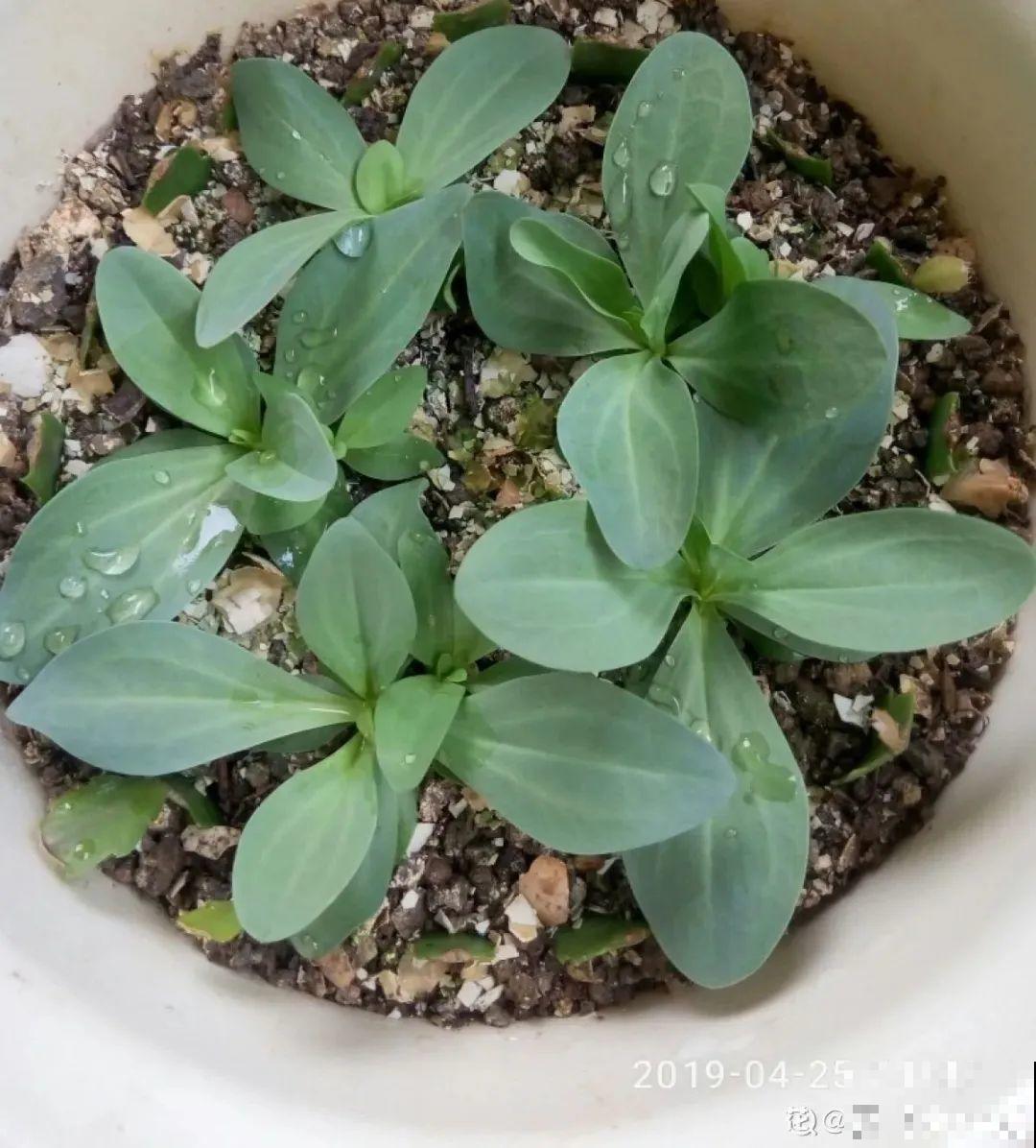 晒不死、热不死的花,越晒花越多,越热长越快 晒不死、热不死的花,越晒花越多,越热长越快