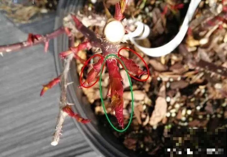 三角梅长不好?赶紧给它摘叶子,摘得越干净,长得越好 三角梅长不好?赶紧给它摘叶子,摘得越干净,长得越好