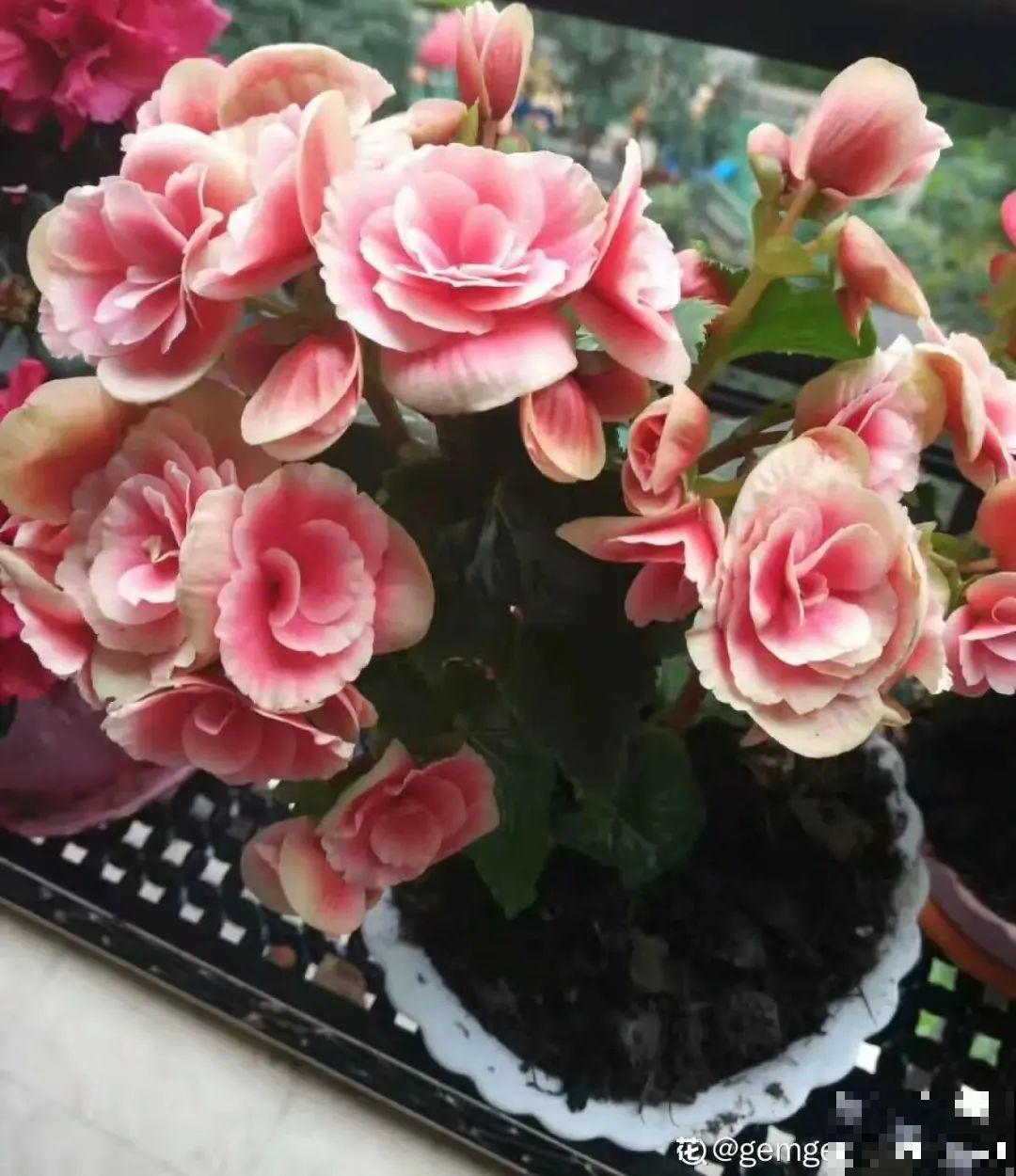 天热了,8种花要休眠,要少浇水 天热了,8种花要休眠,要少浇水