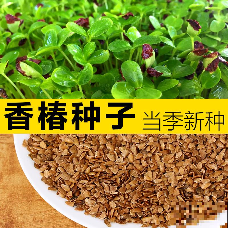 春天的野菜要趁新鲜，过了这季就没了，错过再等一年