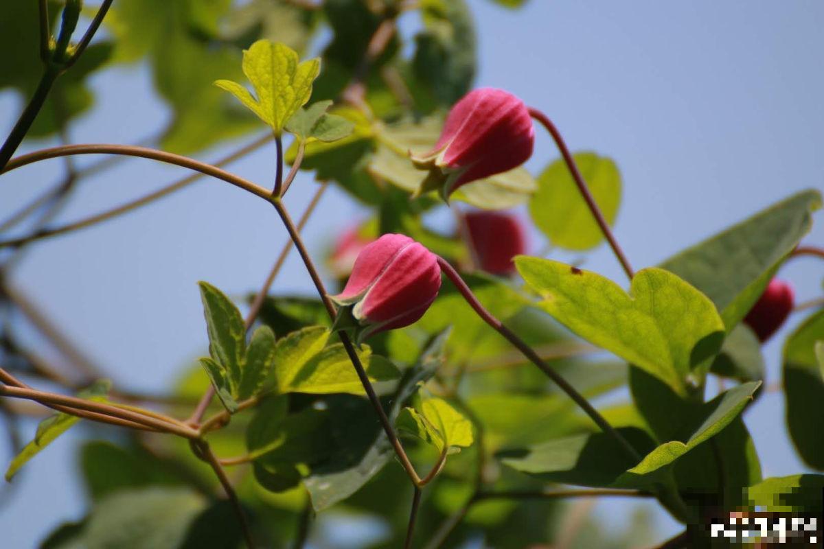 皮实好养的“铃铛铁”,铁线莲中的开花王,耐热皮实特别好养 皮实好养的“铃铛铁”,铁线莲中的开花王,耐热皮实特别好养