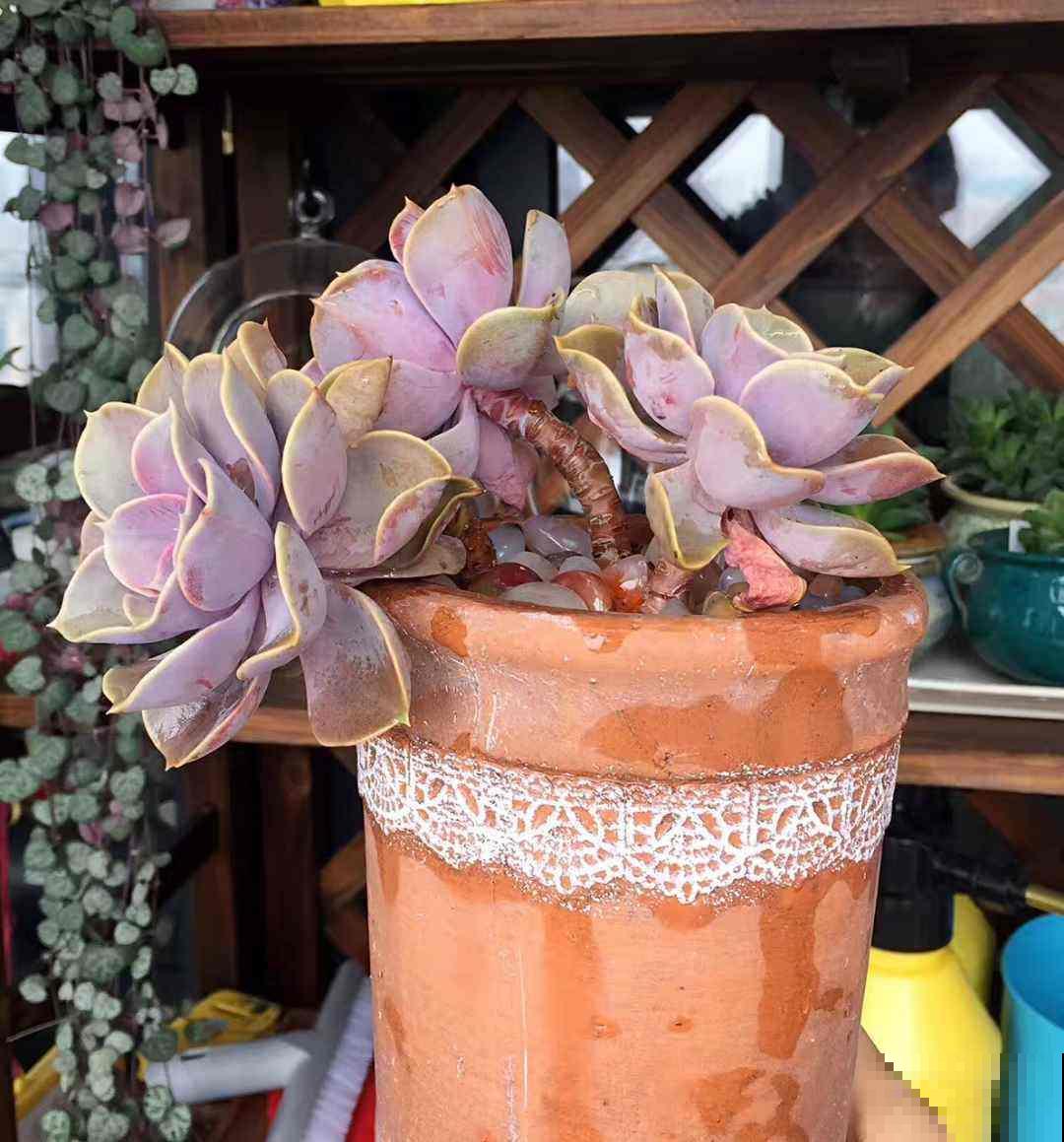 花盆的作用大多数人都忽视了，现在选好了，养花特省事！