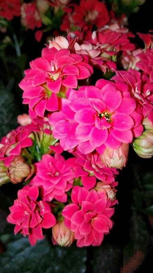 家里有个小院子，养花喝茶一辈子