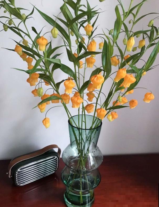 宫灯百合的花语,令人过目不忘, 开花淡雅颜值颇高 宫灯百合的花语,令人过目不忘, 开花淡雅颜值颇高