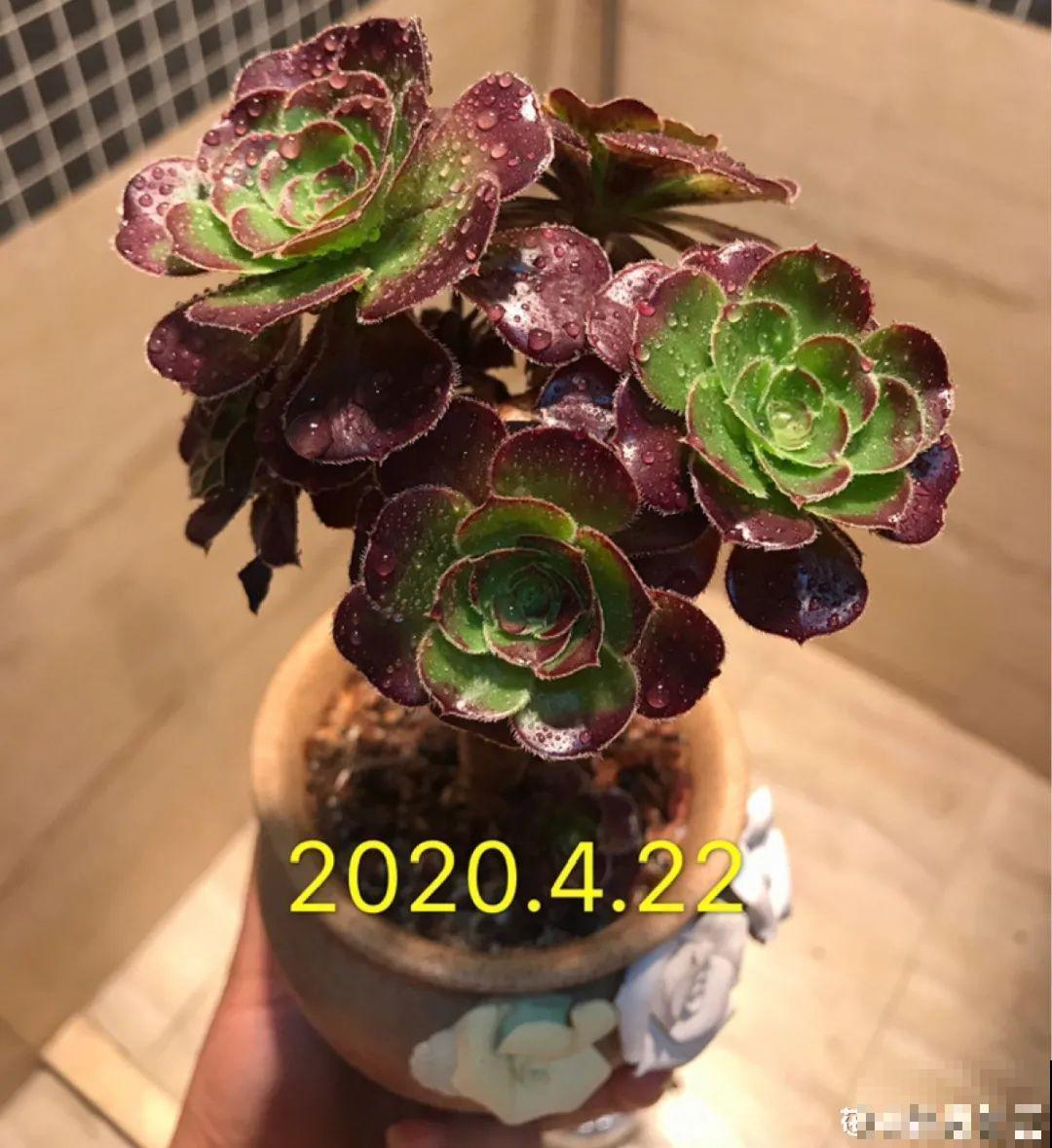 4月是养多肉的黄金期,浇水、施肥···都有窍门,现在知道还不晚 4月是养多肉的黄金期,浇水、施肥···都有窍门,现在知道还不晚