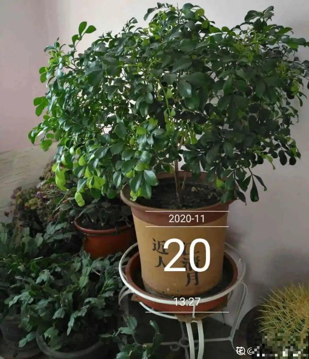 三角梅长不好?赶紧给它摘叶子,摘得越干净,长得越好 三角梅长不好?赶紧给它摘叶子,摘得越干净,长得越好