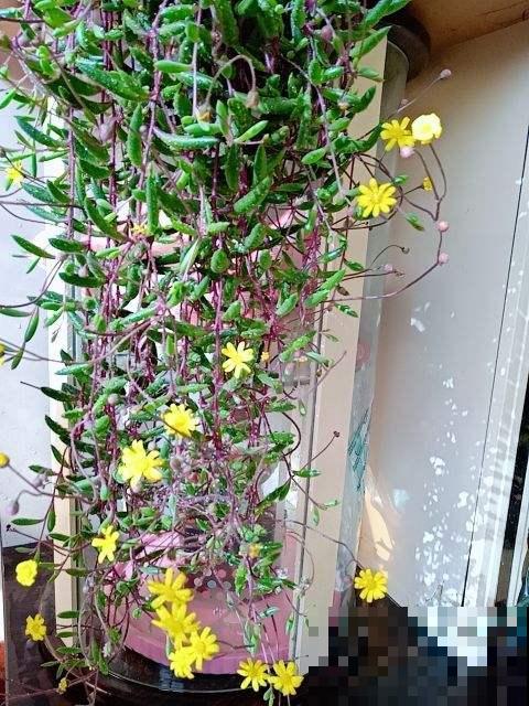 养多肉选能爬藤的，枝叶长得快，呼呼爬墙