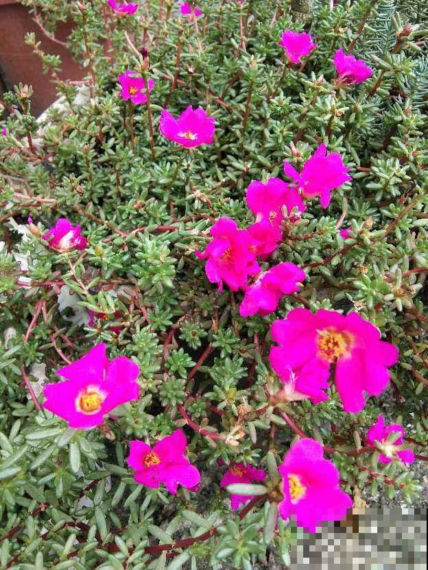 3种花太强悍,钻到墙缝、地缝都能活,夏天照样开花! 3种花太强悍,钻到墙缝、地缝都能活,夏天照样开花!