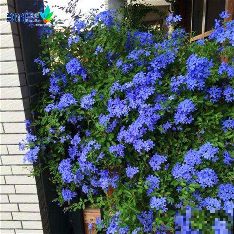 蓝雪花真是“开花机器”，光照越强越开花，一年到头都赏花