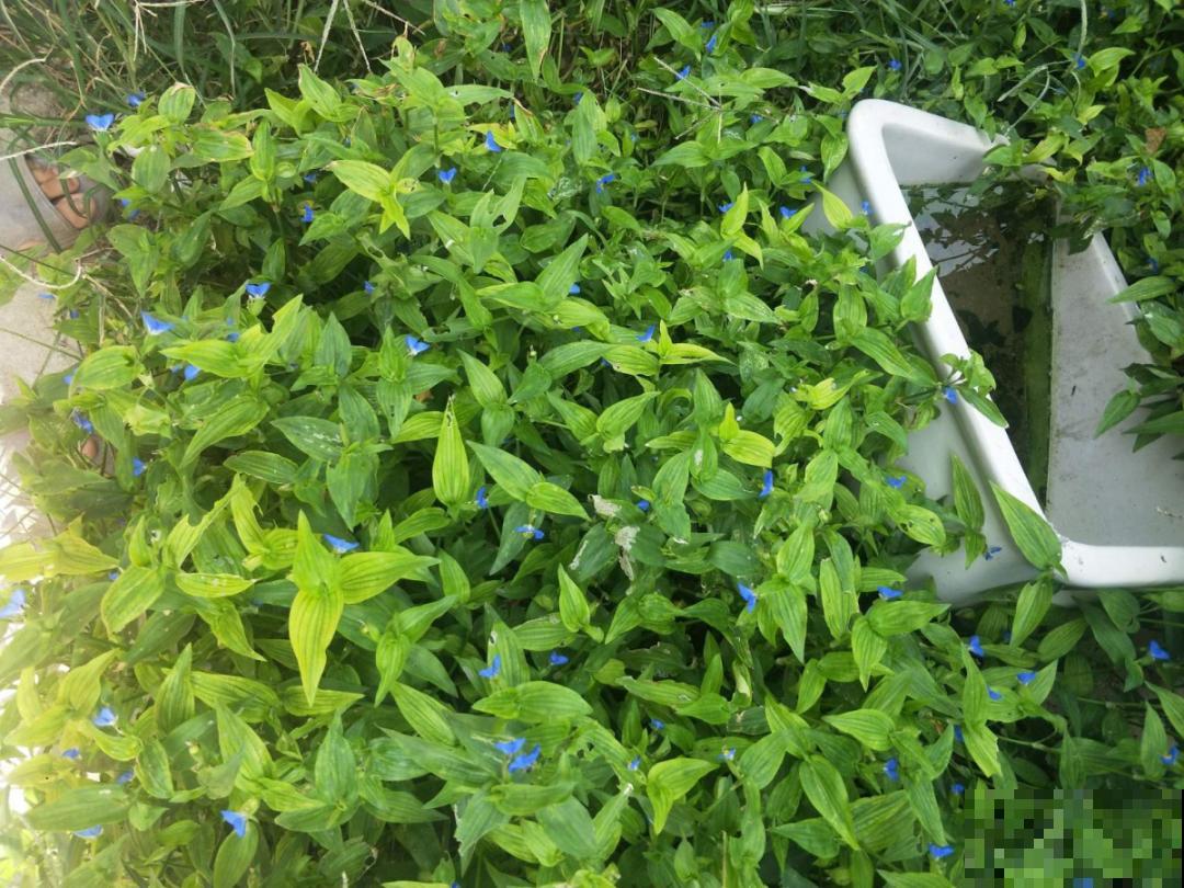 超好看的小野花，春天野外一大片，挖几棵回家还能泡茶