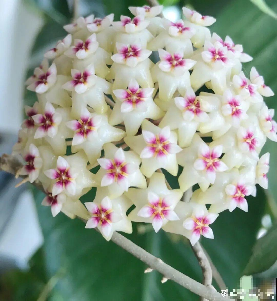 家里养盆香水花,满屋子飘香,还能净化空气 家里养盆香水花,满屋子飘香,还能净化空气