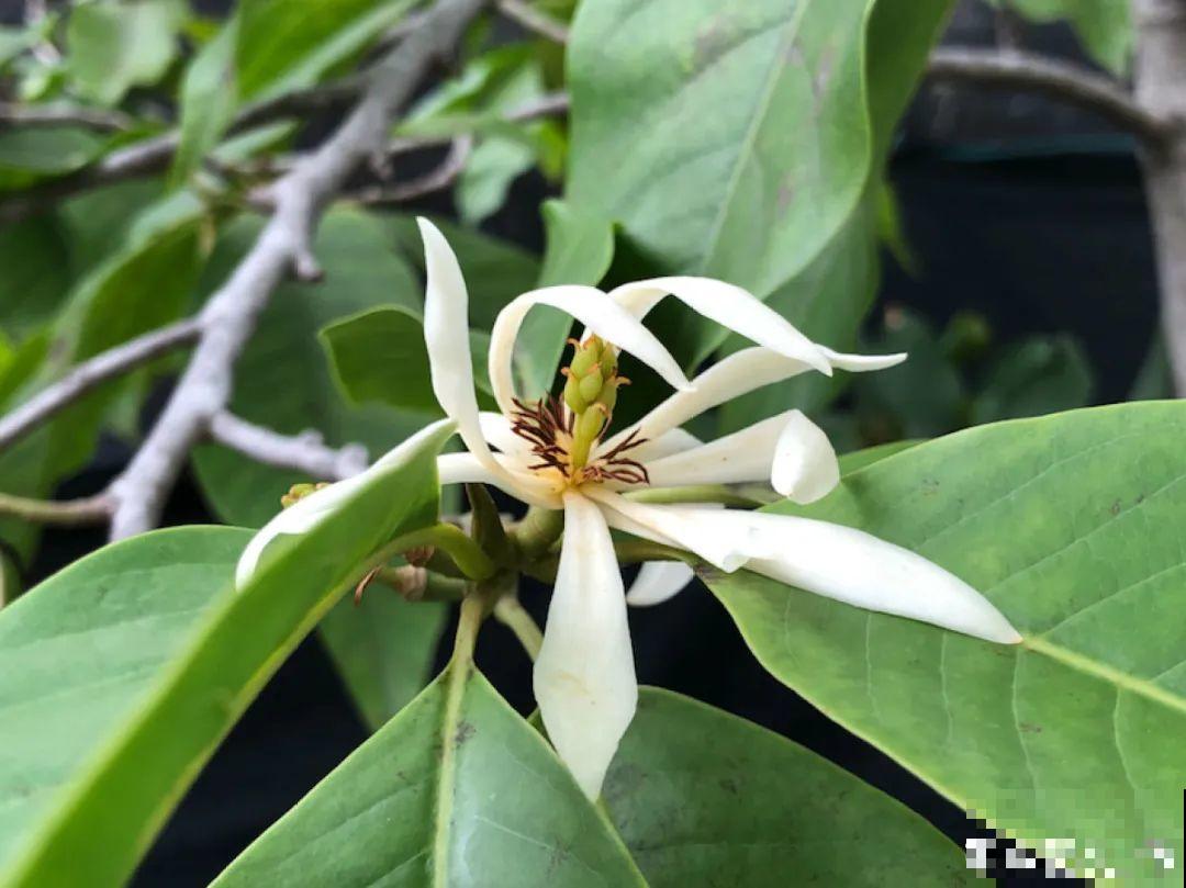 大院子养点大气花，超级有格调，漂亮的中国风