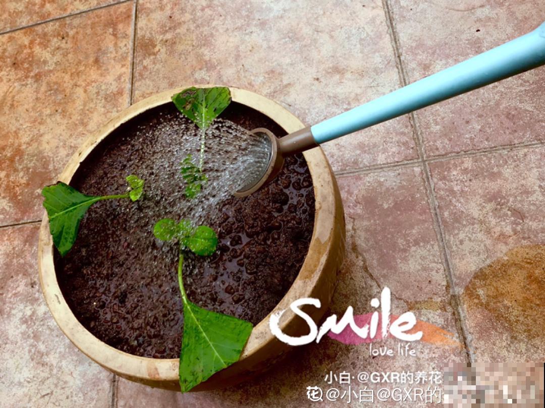 夏天扦插最好活，剪个枝条插土里，10天就生根！