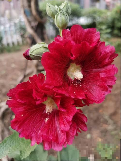 庭院里养些直立植物，院子层次感增强，搭配起来更好看