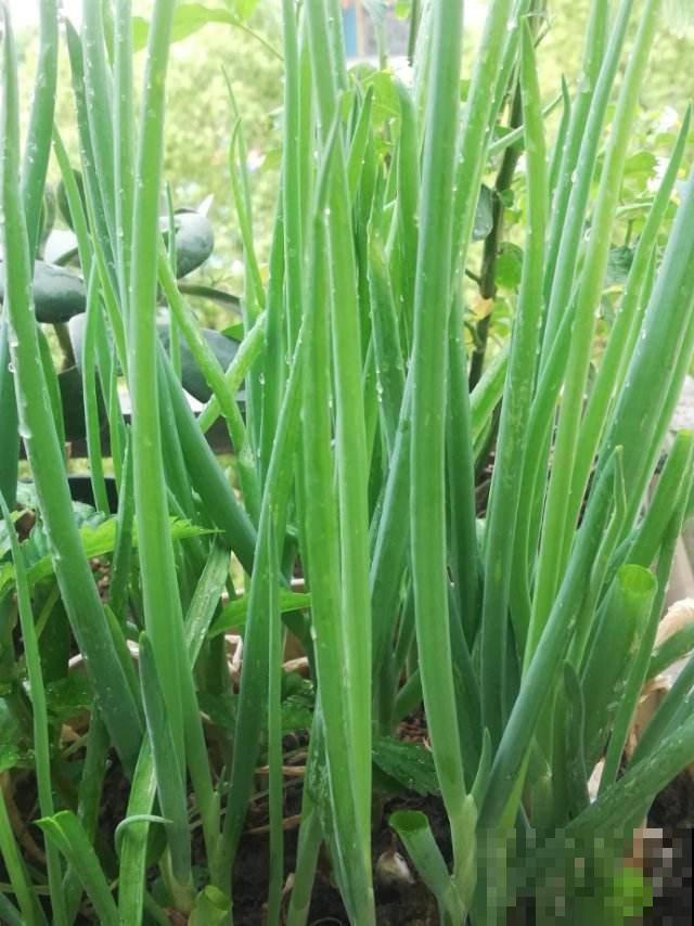 在家种4种蔬菜，简单好操作，生长速度快