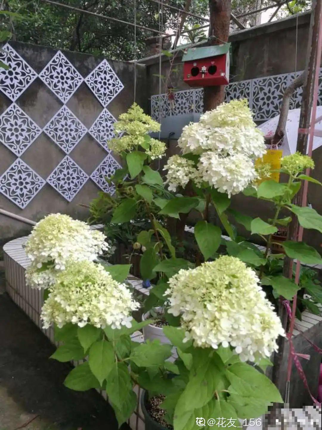 春天养盆绿色花,看着清爽干净,今年一定要养一盆 春天养盆绿色花,看着清爽干净,今年一定要养一盆