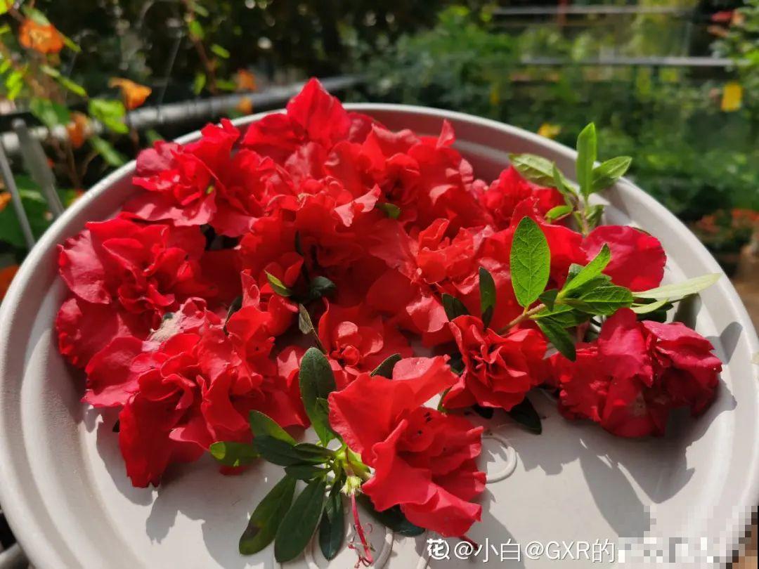 花开完了,别急着扔,好好养还能活几十年 花开完了,别急着扔,好好养还能活几十年