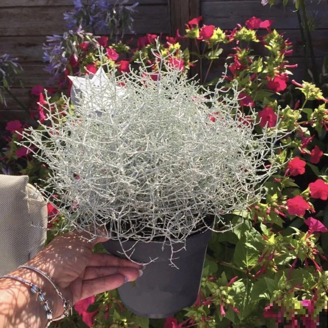 几根枝条插土里，竟然爆满盆，摆家里特别上档次