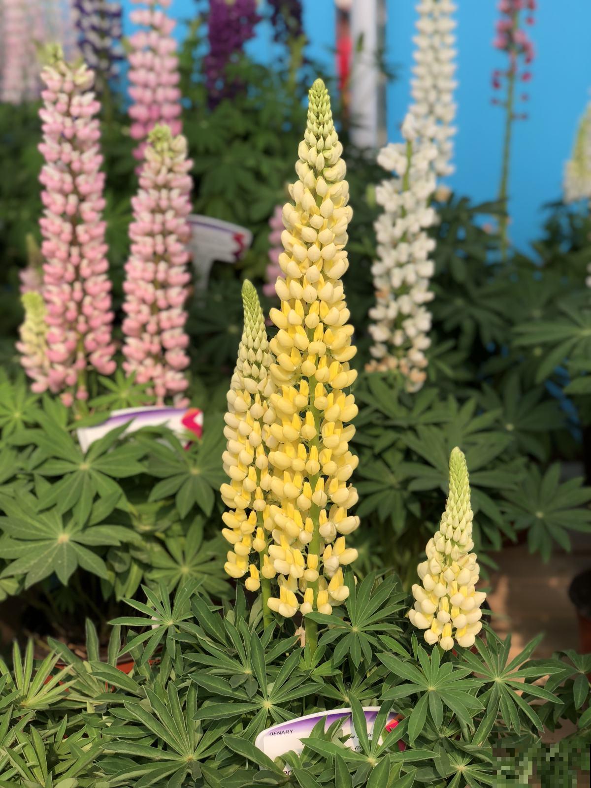 适合孩子们养的花，个个好养易爆盆，开花五颜六色真好看