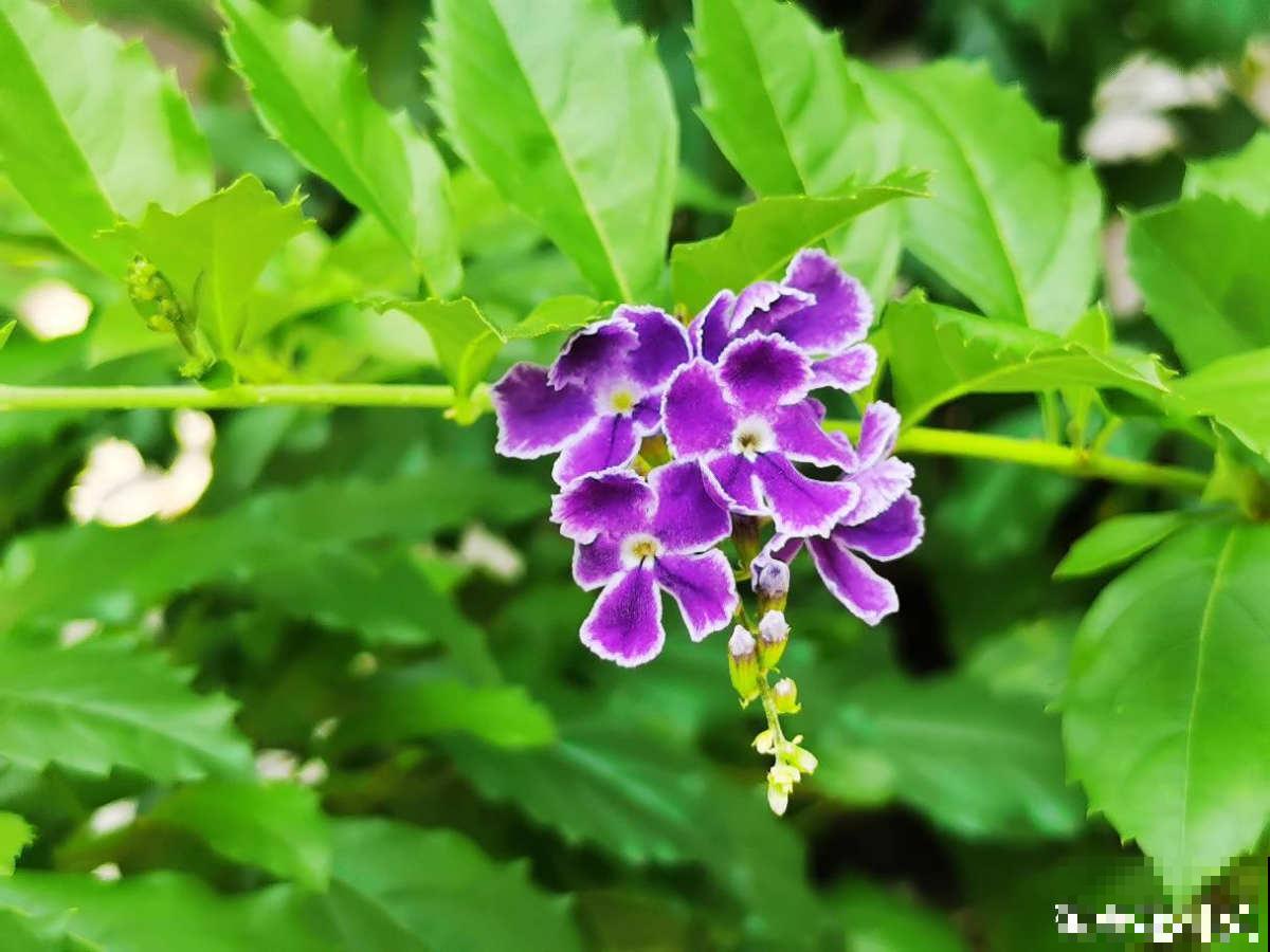 带有巧克力香味的“美人花”,名叫蕾丝金露,皮实好养开花多 带有巧克力香味的“美人花”,名叫蕾丝金露,皮实好养开花多
