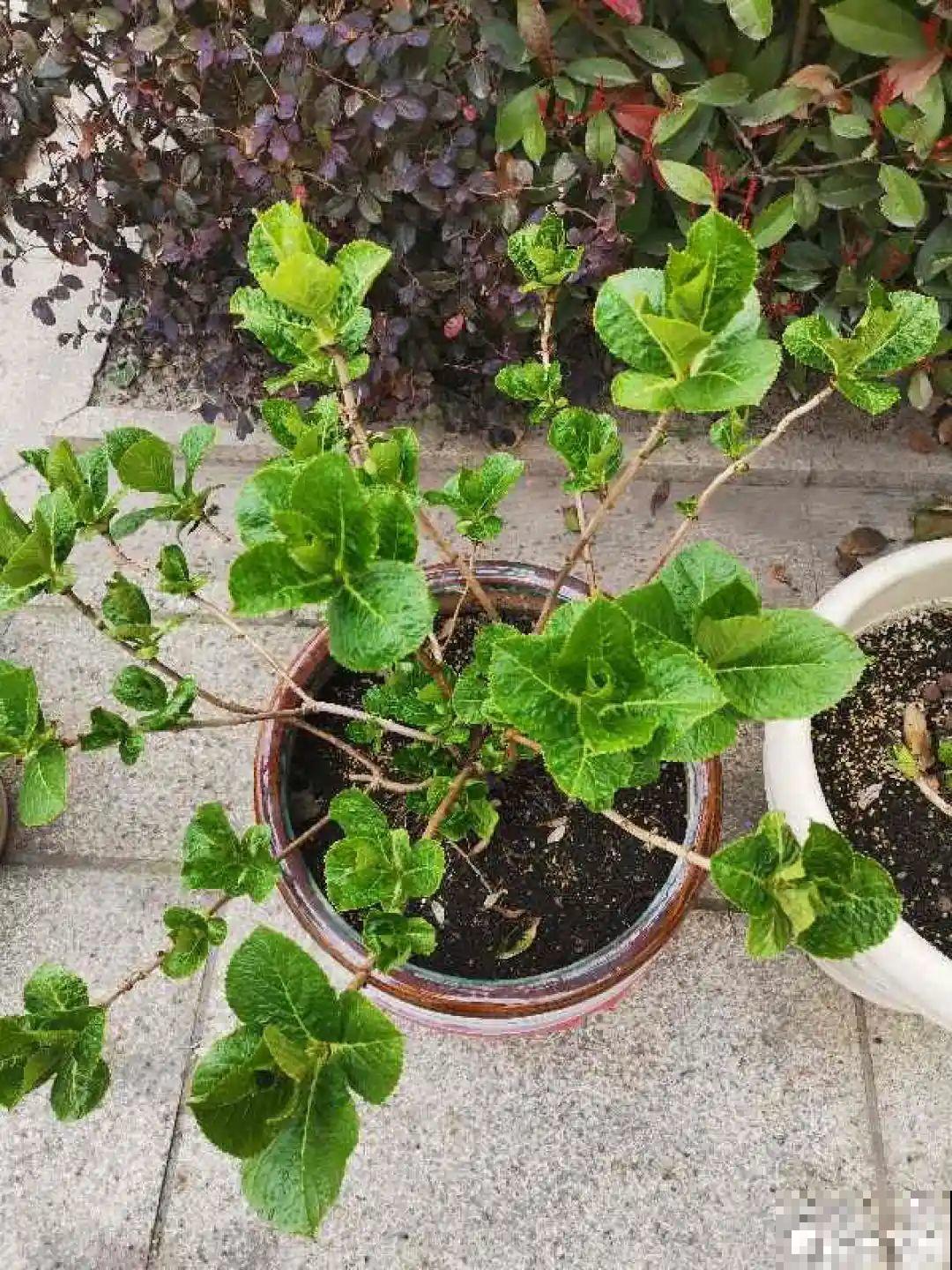 8种花开始慢慢睡醒了， 现在长得正旺，多浇水施肥， 开花更多！