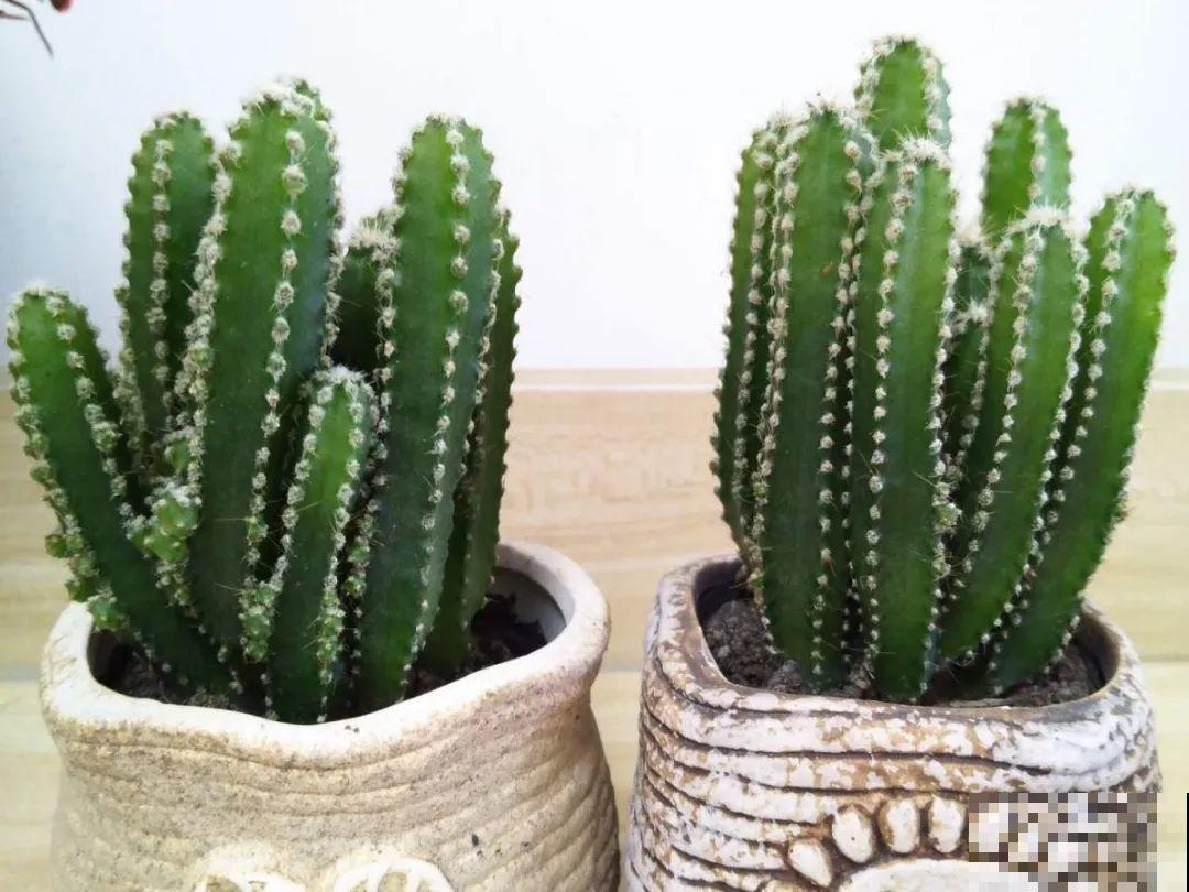 小花盆里养花,选对品种很重要,也能开花爆盆 小花盆里养花,选对品种很重要,也能开花爆盆