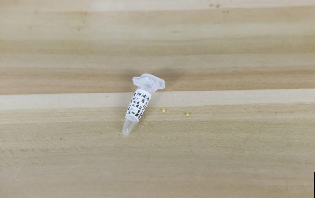 春天最佳繁殖季，扦插播种分株压条，成活率特高