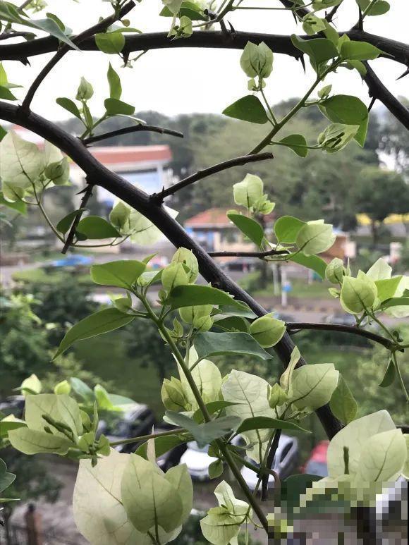 三角梅长不好?赶紧给它摘叶子,摘得越干净,长得越好 三角梅长不好?赶紧给它摘叶子,摘得越干净,长得越好