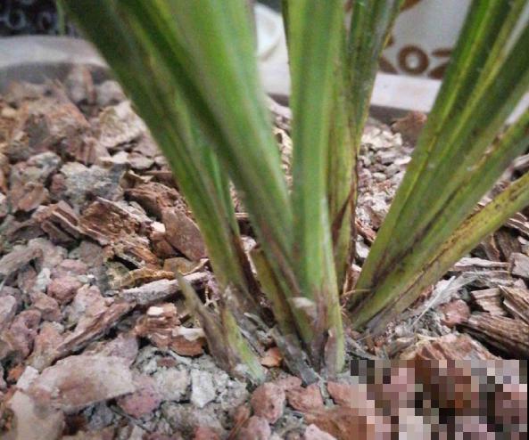 4月养花病虫害，白霜、黑斑、黄点儿···再不治就死光了