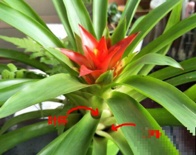 超级“喜水”的花，3天不浇水，就离死不远了