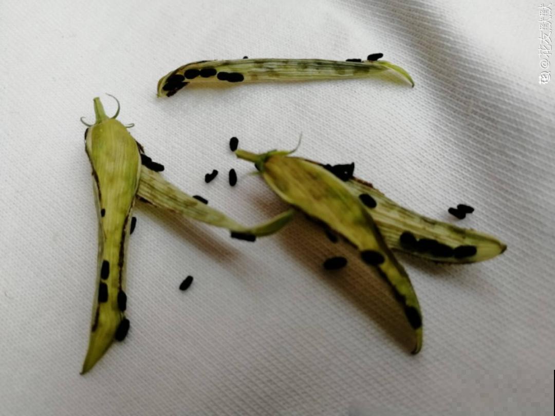 20种花不用买，开完花等20天，爆出好多种子！